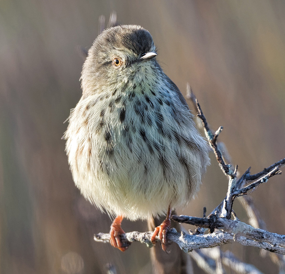 image Karoo Prinia